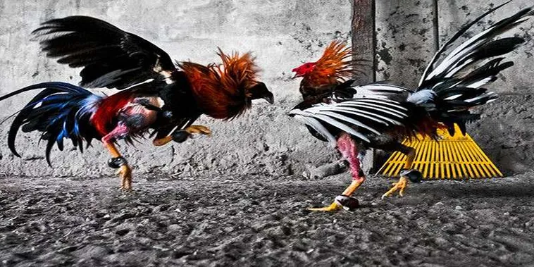 Tuyệt Chiêu Đặt Cược Đá Gà GA28 Tại D79Bet Rinh Thưởng Mỏi Tay