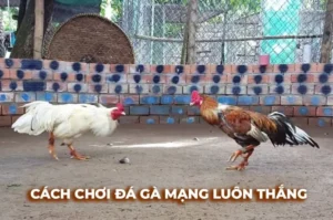 Bí Quyết Chinh Phục Sảnh Đá Gà Sabong Tại D79Bet Đỉnh Cao Nhất