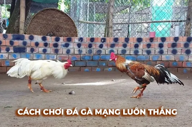 Bí Quyết Chinh Phục Sảnh Đá Gà Sabong Tại D79Bet Đỉnh Cao Nhất 1 Bí Quyết Chinh Phục Sảnh Đá Gà Sabong Tại D79Bet Đỉnh Cao Nhất